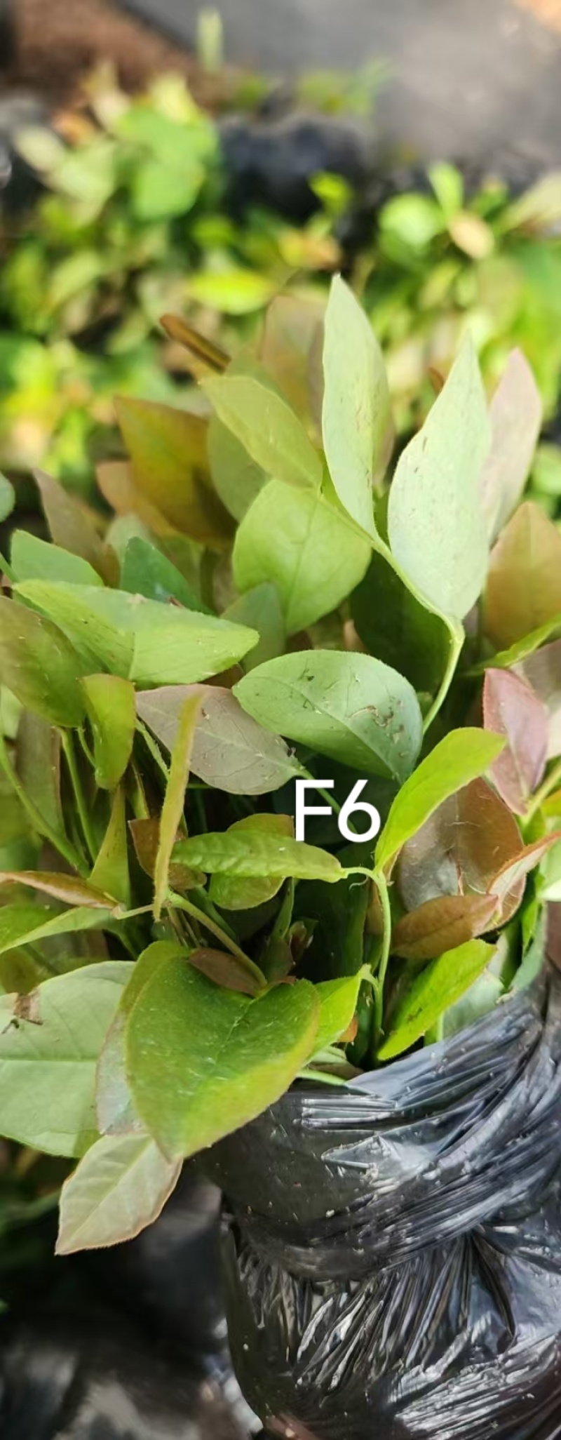 丹东市振安区蓝莓组培苗苔藓苗基地F6组培苔藓苗
