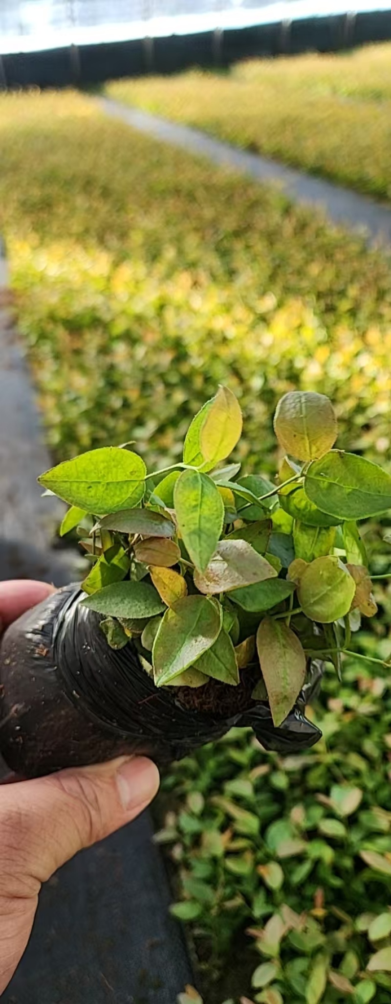 丹东市振安区蓝莓组培苗苔藓苗基地F6组培苔藓苗