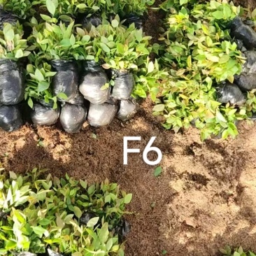 丹东市振安区蓝莓组培苗苔藓苗基地F6组培苔藓苗
