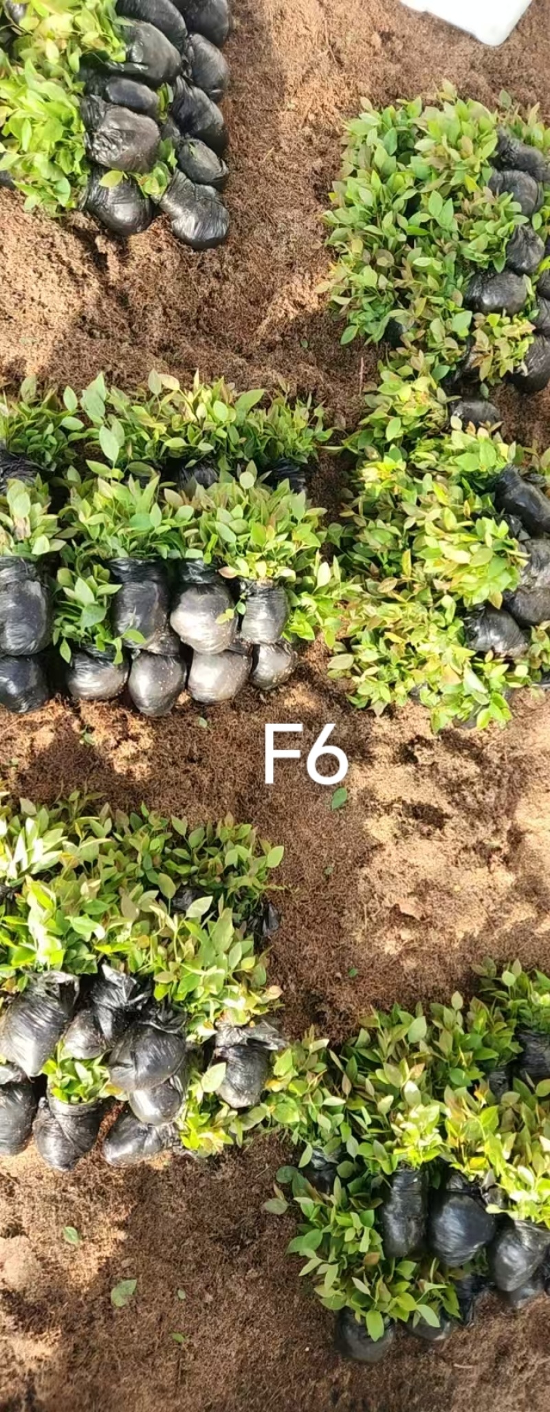 丹东市振安区蓝莓组培苗苔藓苗基地F6组培苔藓苗