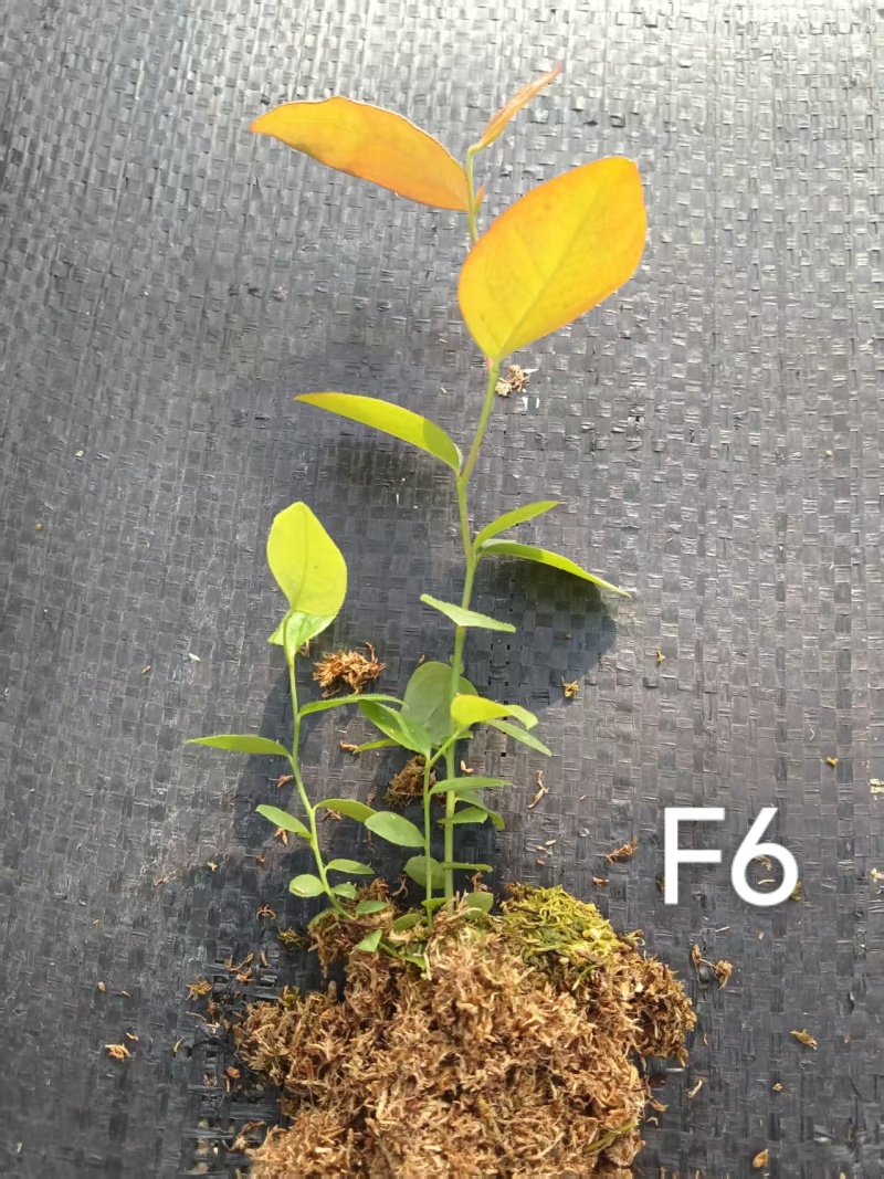 丹东市振安区蓝莓组培苗苔藓苗基地F6组培苔藓苗