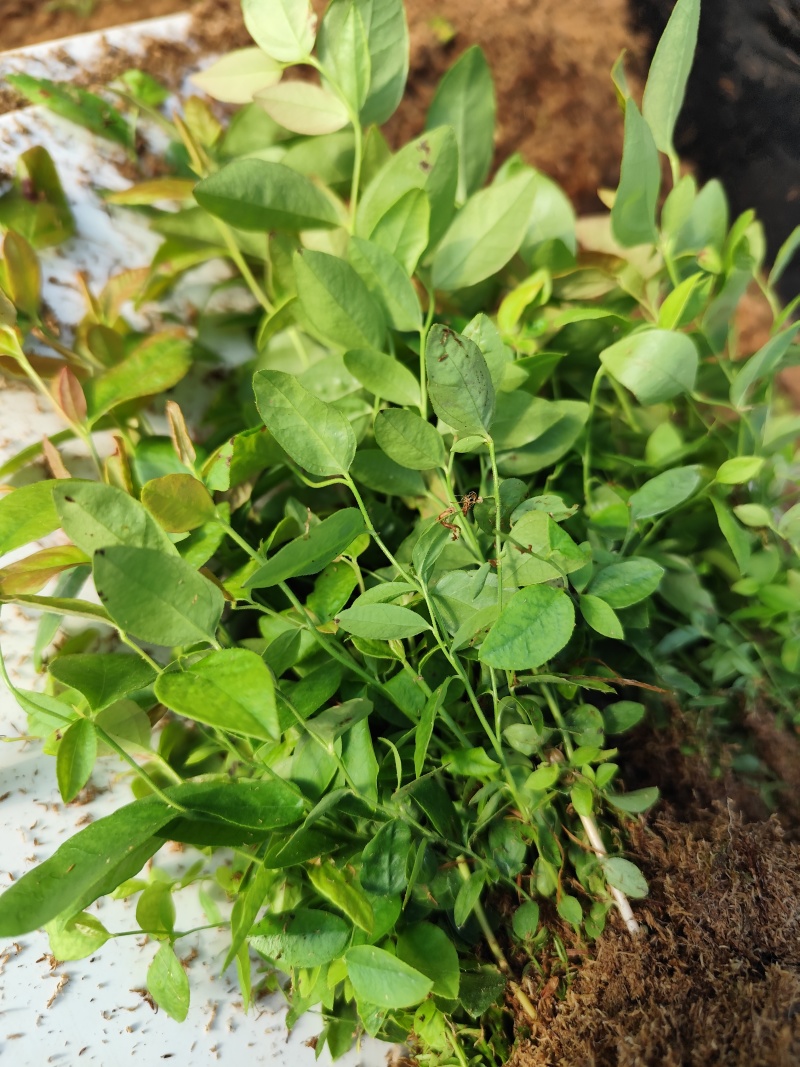 丹东市振安区蓝莓组培苗苔藓苗基地F6组培苔藓苗