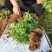 丹东市振安区蓝莓组培苗苔藓苗基地F6组培苔藓苗