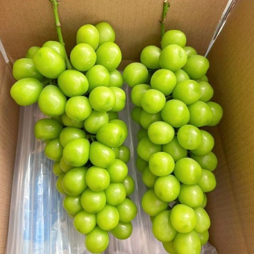 精品阳光玫瑰大型冷库大量供应可视频看货欢迎来电