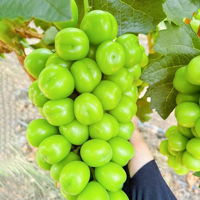 精品阳光玫瑰大型冷库大量供应可视频看货欢迎来电