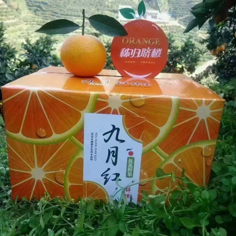 精品九月红脐橙新鲜脐橙落地全国直发！