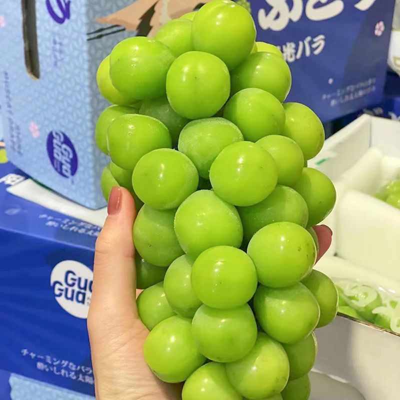 精品阳光玫瑰优质葡萄大量供应可视频看货欢迎来电采购