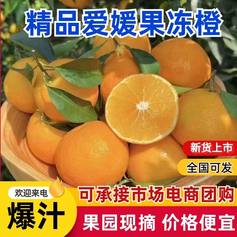 高山沙地爱媛果冻橙，口感细腻香甜，高品质优选