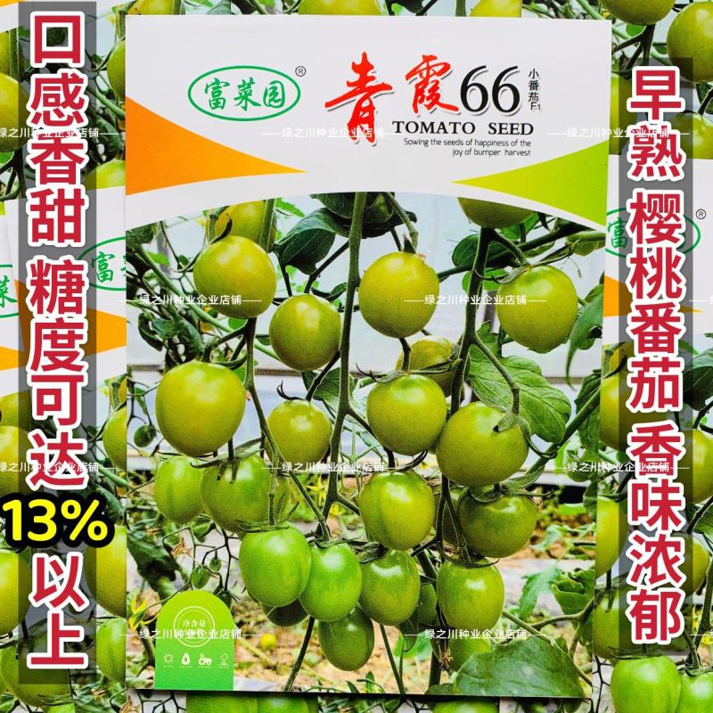 青霞66小番茄种子超甜樱桃番茄种子青色水果番茄糖度高香甜
