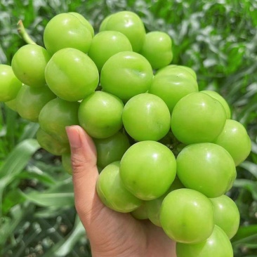 精品阳光玫瑰优质葡萄大量供应可视频看货欢迎来电采购