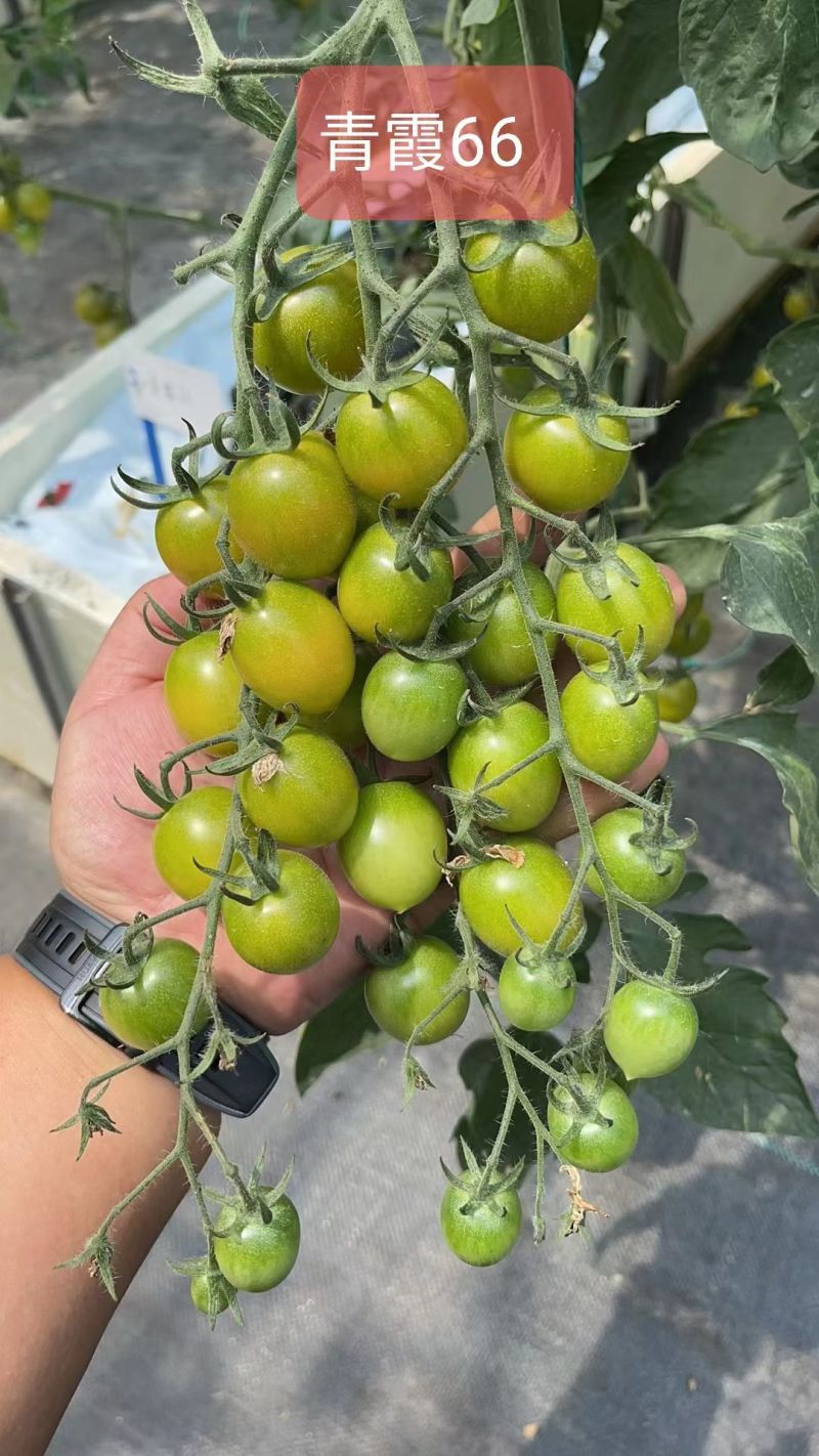 青霞66小番茄种子超甜樱桃番茄种子青色水果番茄糖度高香甜