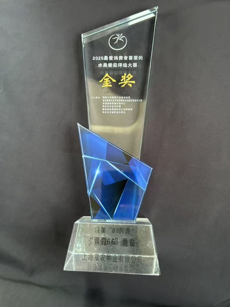 青霞66小番茄种子超甜樱桃番茄种子青色水果番茄糖度高香甜