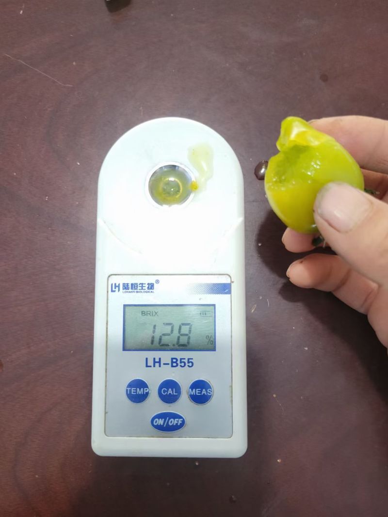 青霞66小番茄种子超甜樱桃番茄种子青色水果番茄糖度高香甜