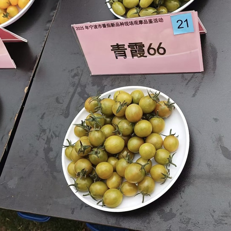 青霞66小番茄种子超甜樱桃番茄种子青色水果番茄糖度高香甜