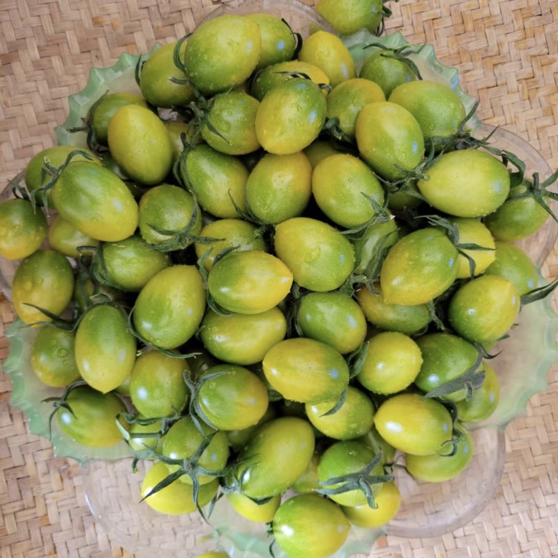 青霞66小番茄种子超甜樱桃番茄种子青色水果番茄糖度高香甜