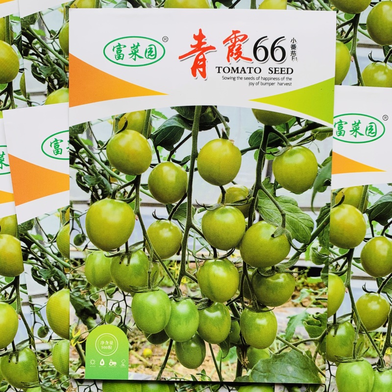 青霞66小番茄种子超甜樱桃番茄种子青色水果番茄糖度高香甜
