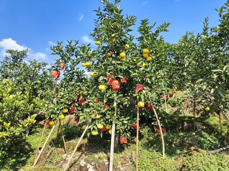 四川乐山高山葡萄柚