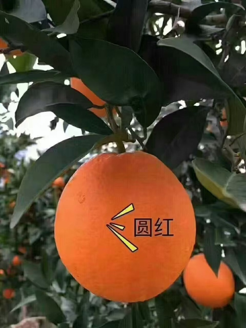 【鲜橙】纽荷尔脐橙主产地直供新鲜采摘落地直发！