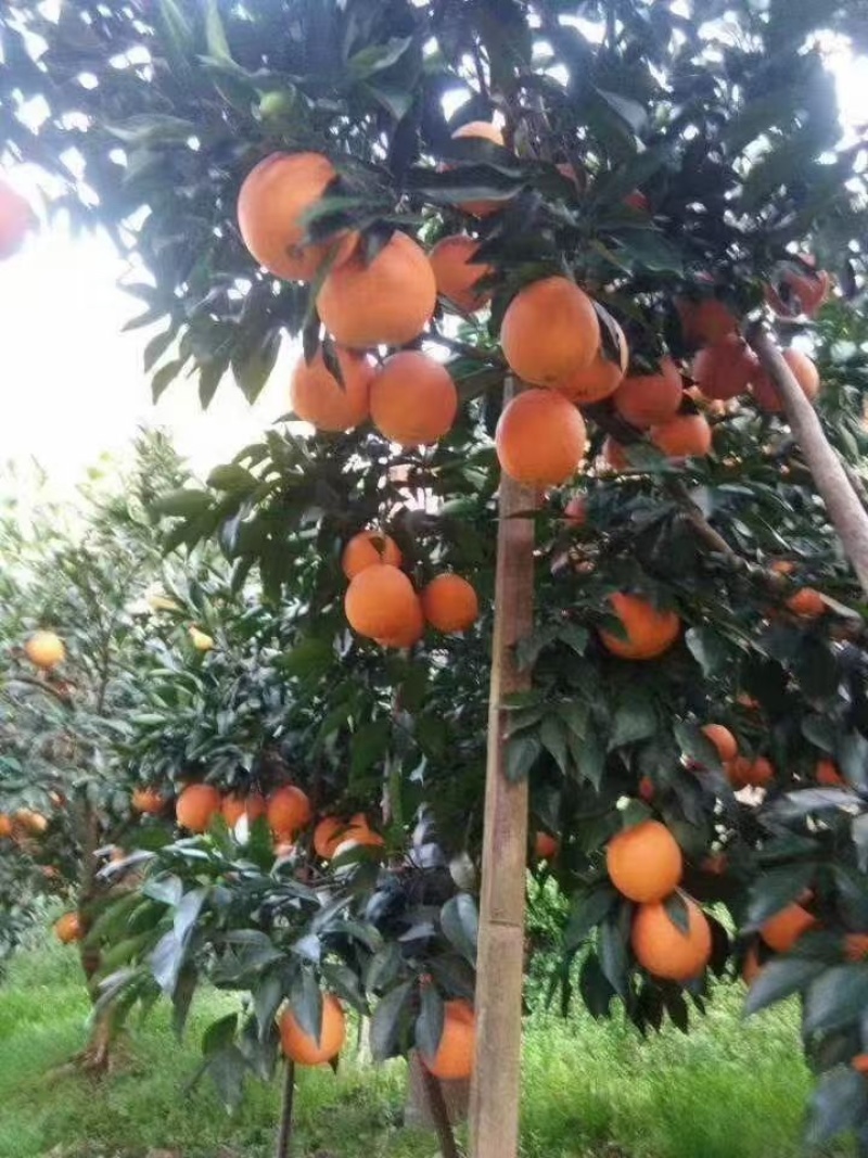 【鲜橙】纽荷尔脐橙主产地直供新鲜采摘落地直发！