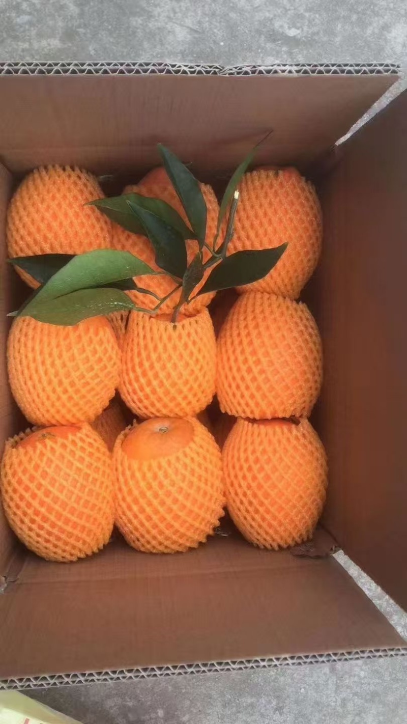 【鲜橙】纽荷尔脐橙主产地直供新鲜采摘落地直发！
