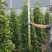 非洲苿莉
