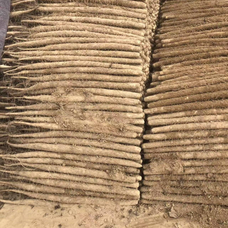 内黄县双棒山药产地直供品质保证诚信经营，对接超市电商市场