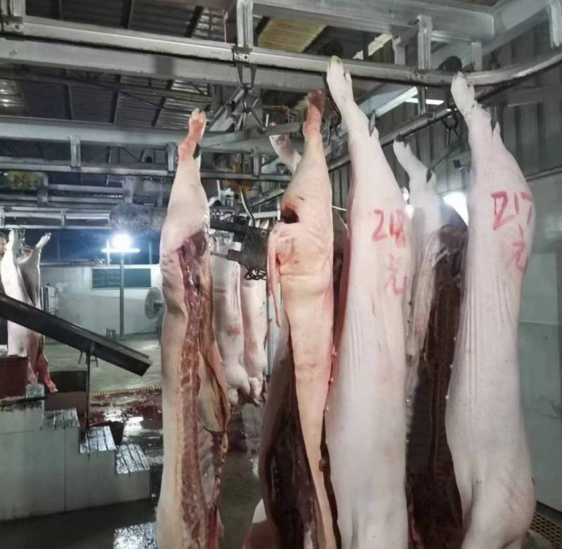 白条猪，中国长寿之乡，广西浦北黑土猪/三元杂，白条猪