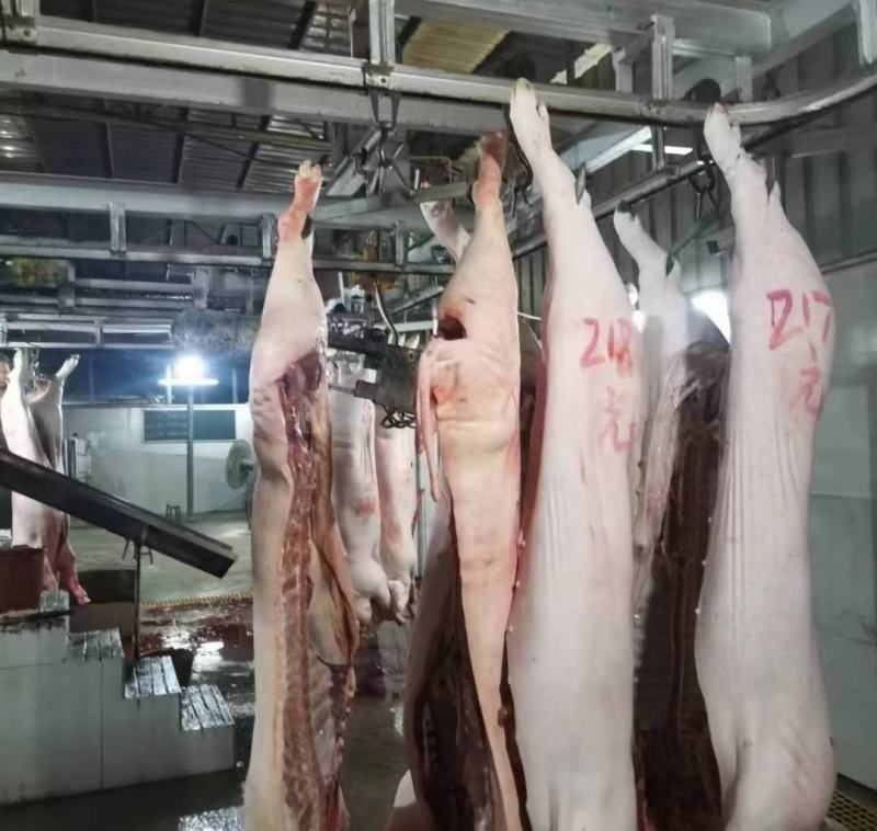 白条猪，中国长寿之乡，广西浦北黑土猪/三元杂，白条猪