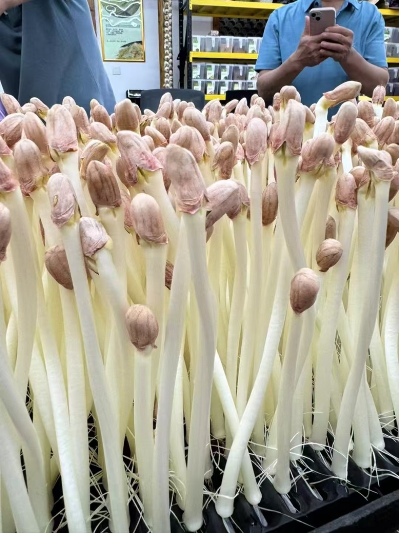 新鲜花生芽现货直发，货源充足，量大从优，欢迎咨询