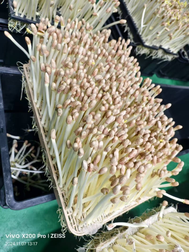 新鲜花生芽现货直发，货源充足，量大从优，欢迎咨询