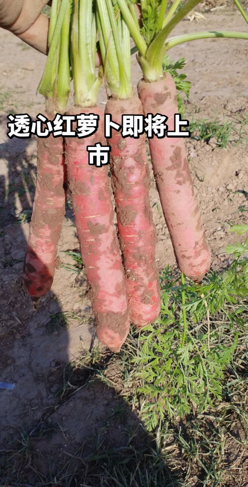 透心红萝卜