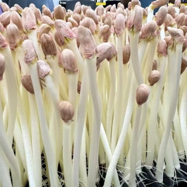 花生芽芽苗基地直发货源充足，量大从优，一手货源