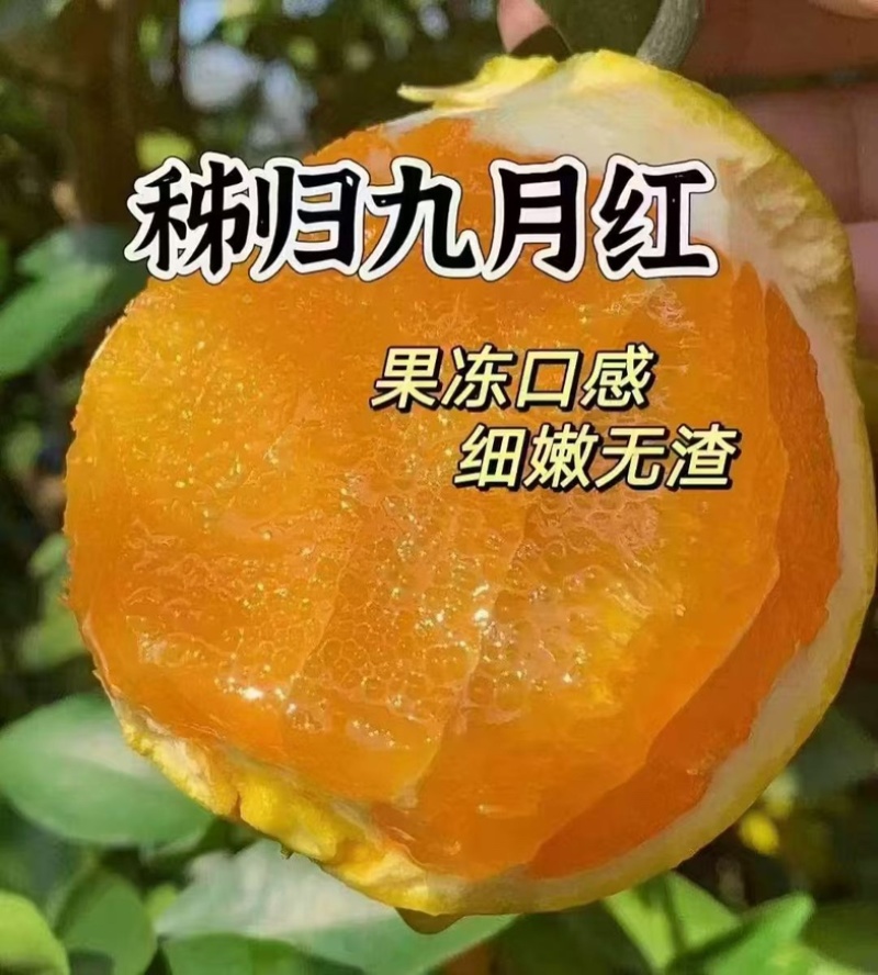 秭归九月红脐橙全国一件代发