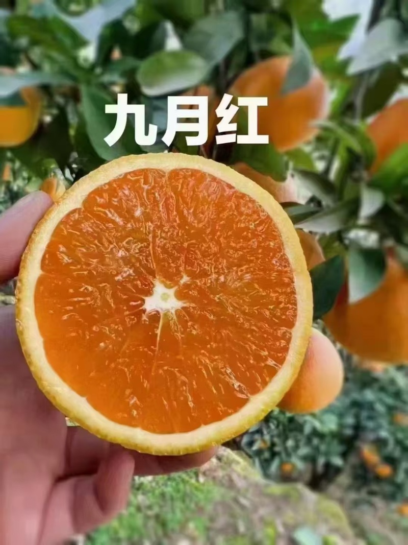 秭归九月红脐橙全国一件代发