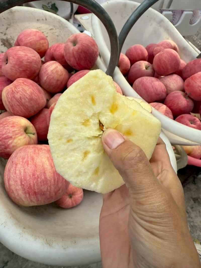 新疆阿克苏冰糖心苹果