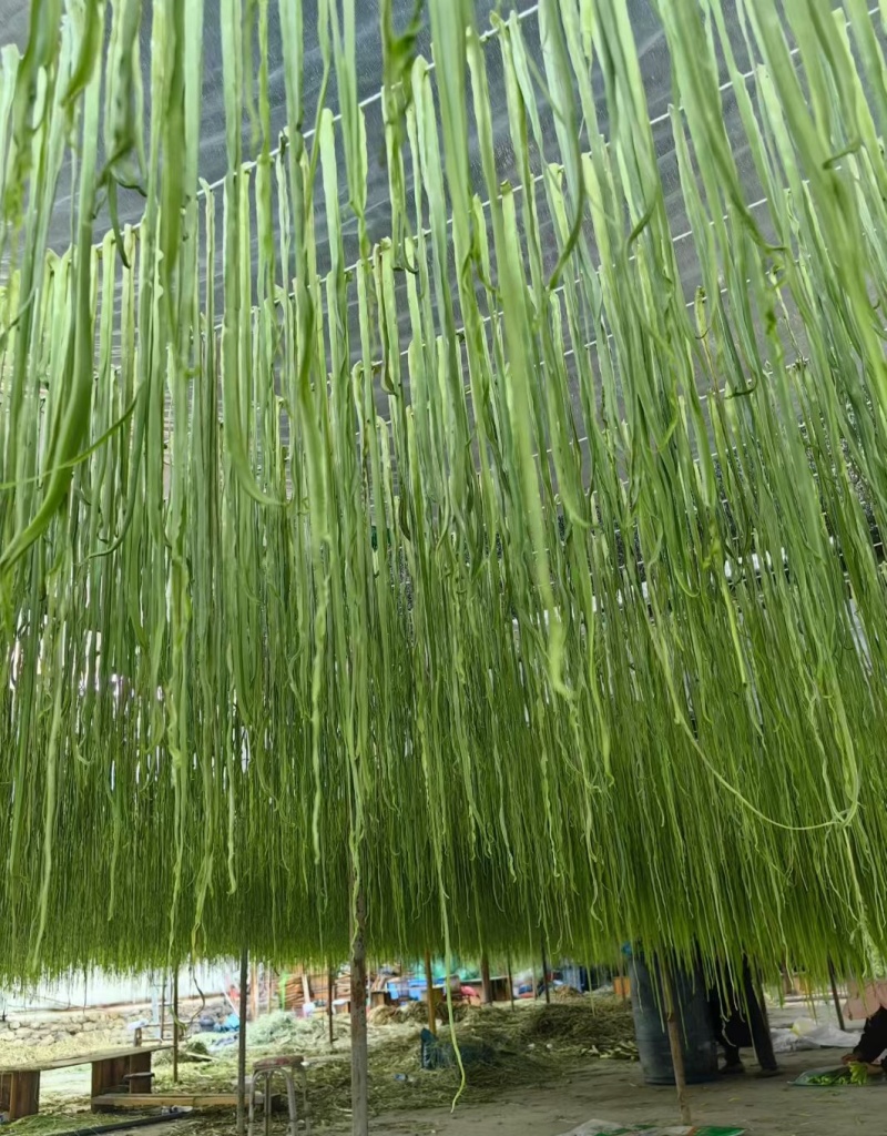 精品优质火锅贡菜干产地直供货源充足欢迎选购