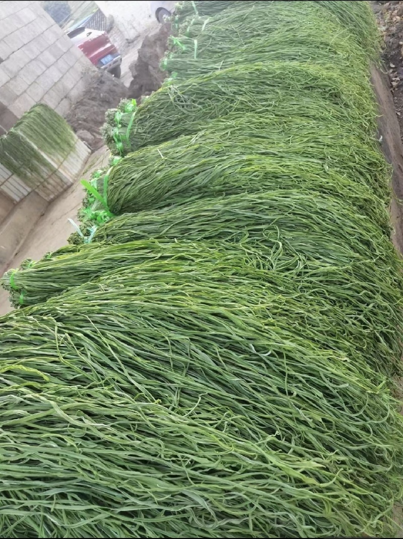 精品优质火锅贡菜干产地直供货源充足欢迎选购