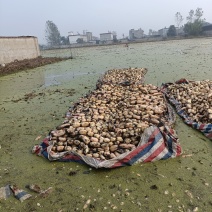 精品莲藕货源充足量大从优质量保证一手货源欢迎咨询