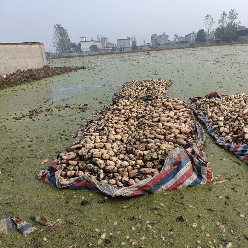 精品莲藕货源充足量大从优质量保证一手货源欢迎咨询