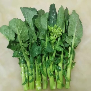 板蓝根菜苔
