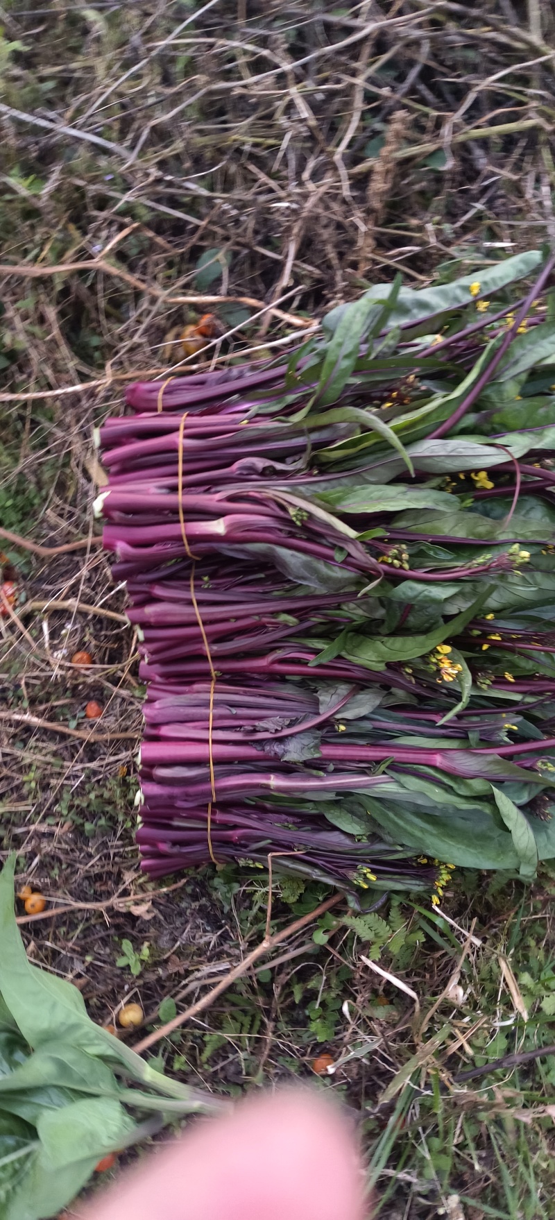 贵州高山露天红菜苔品质保证诚信经营价格美丽