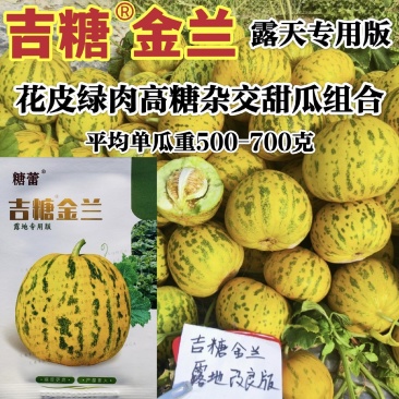 吉糖金兰甜瓜种子绿肉花皮高糖杂交八里香甜瓜种籽糖度高