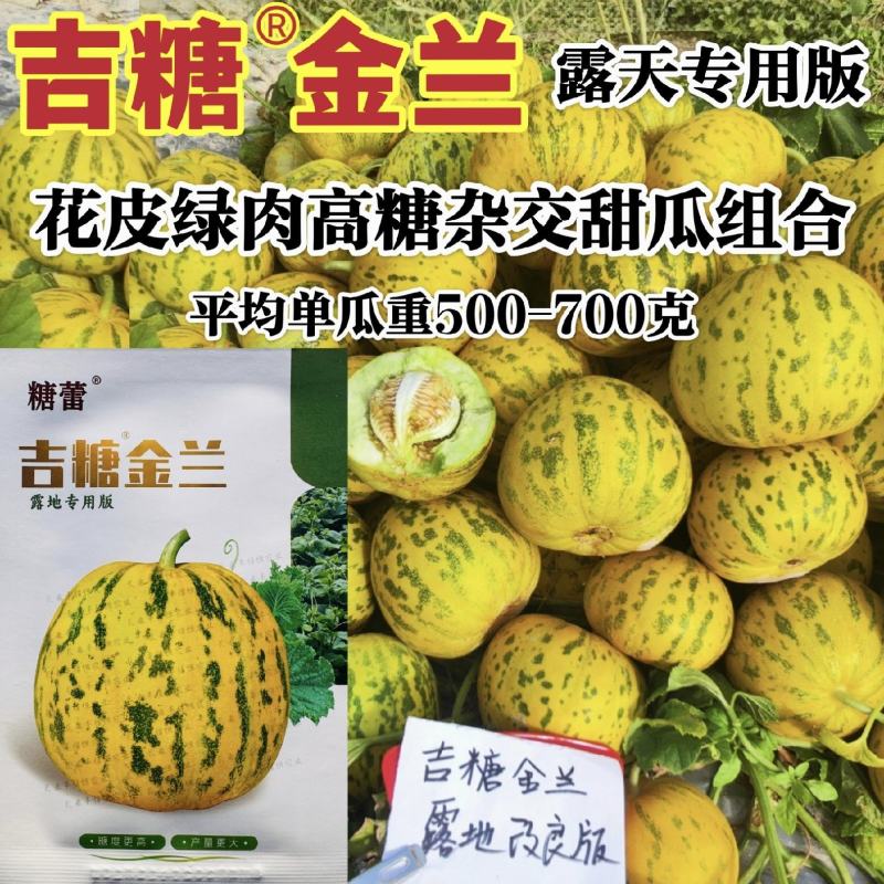 吉糖金兰甜瓜种子绿肉花皮高糖杂交八里香甜瓜种籽糖度高