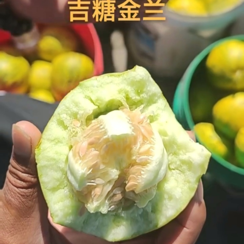 吉糖金兰甜瓜种子绿肉花皮高糖杂交八里香甜瓜种籽糖度高