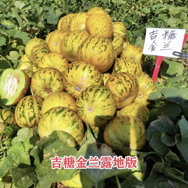吉糖金兰甜瓜种子绿肉花皮高糖杂交八里香甜瓜种籽糖度高