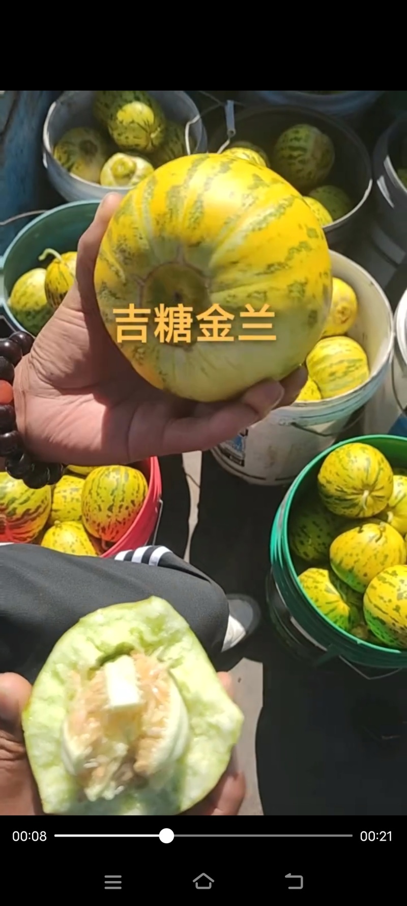 吉糖金兰甜瓜种子绿肉花皮高糖杂交八里香甜瓜种籽糖度高