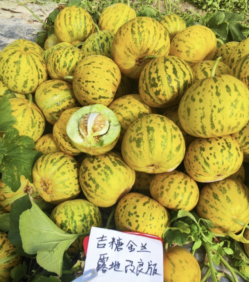 吉糖金兰甜瓜种子绿肉花皮高糖杂交八里香甜瓜种籽糖度高
