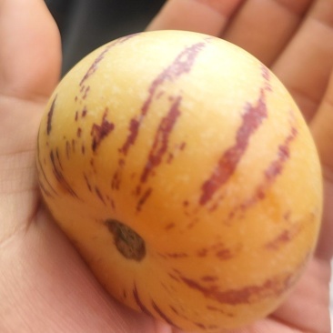 返季节人参果