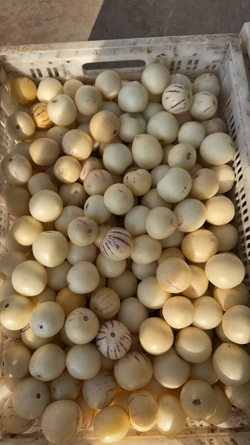 返季节人参果