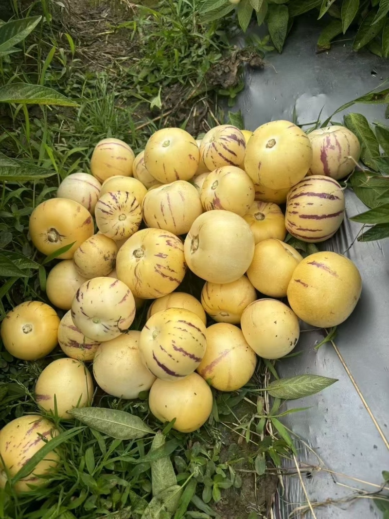 返季节人参果